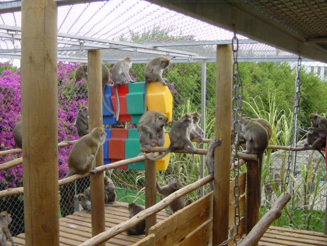 Behavior Enrichment Macaques 洋書 Enrichment | Macaques